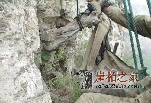 悬崖峭壁上最美的采摘人,脚下就是万丈深渊!-4