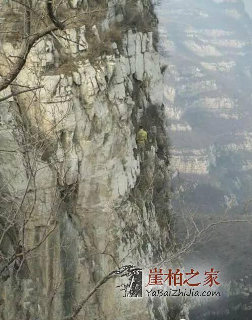 一株崖柏的独白,生命是如此的寂寞!-3
