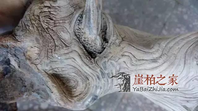 纯干货!崖柏毛料要如何鉴别?-10