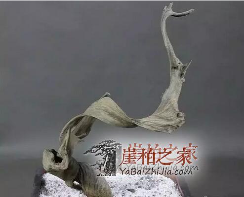崖柏老料生料和陈化料你知道如何分辨吗?-2