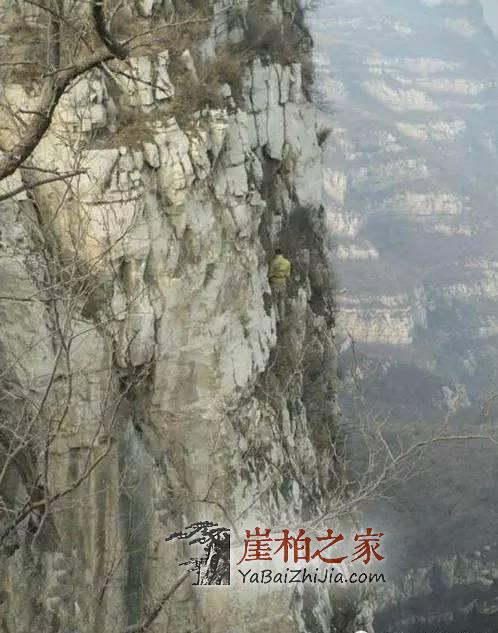 悬崖峭壁上最美的采摘人,脚下就是万丈深渊!-2
