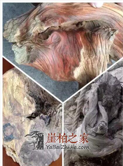 你玩的“崖柏”是真的吗?其实真相是……-3