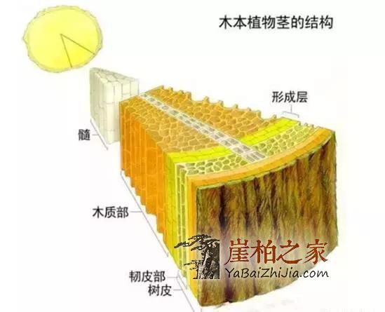 你玩的“崖柏”是真的吗?其实真相是……-5