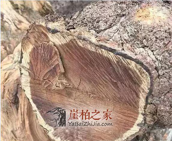 你玩的“崖柏”是真的吗?其实真相是……-6