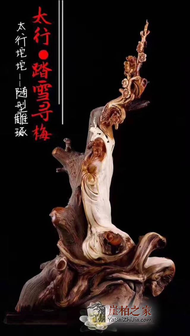 你玩的“崖柏”是真的吗?其实真相是……-1