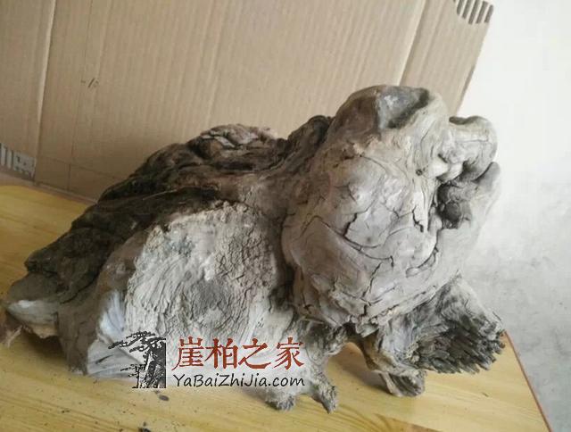 崖柏瘤疤切勿随便买,因为假的太多!-3