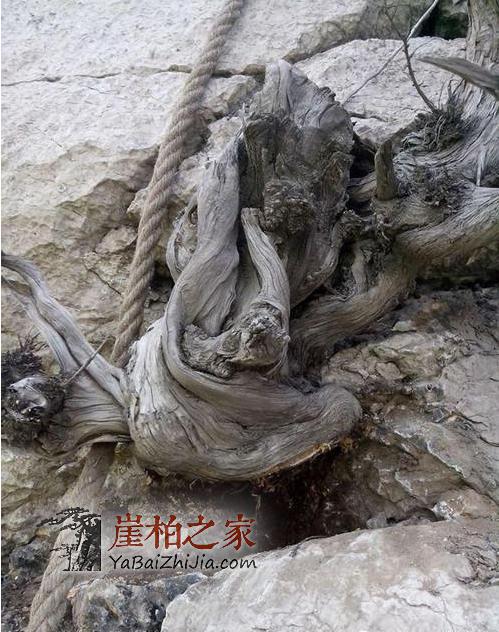 发财的路危险刺激 看太行山民如何采集崖柏-12