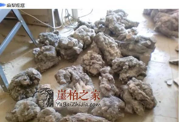 崖柏界的几种冒牌货,你都知道吗?-1