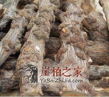 崖柏界的几种冒牌货,你都知道吗?-3