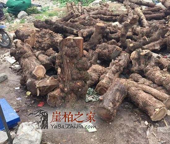 崖柏界的几种冒牌货,你都知道吗?-4