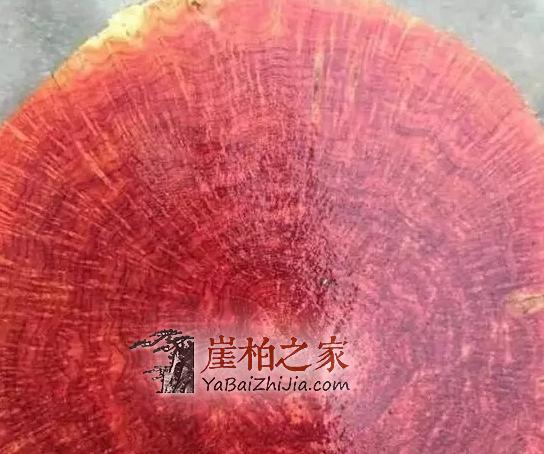 崖柏界的几种冒牌货,你都知道吗?-5