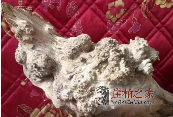 何谓崖柏陈化瘤，看这里你就明白了-2