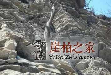 千年不死的崖柏为何这就要灭绝了?-1