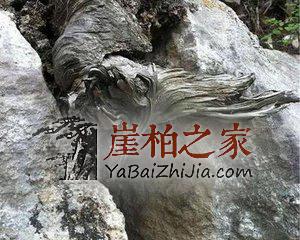千年不死的崖柏为何这就要灭绝了?-2