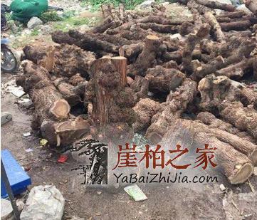 崖柏的瘤疤你买对了吗,千万不要买到生料瘤!-4