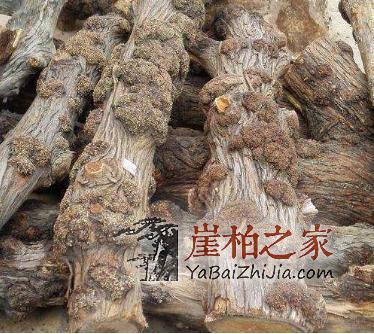 崖柏的瘤疤你买对了吗,千万不要买到生料瘤!-5