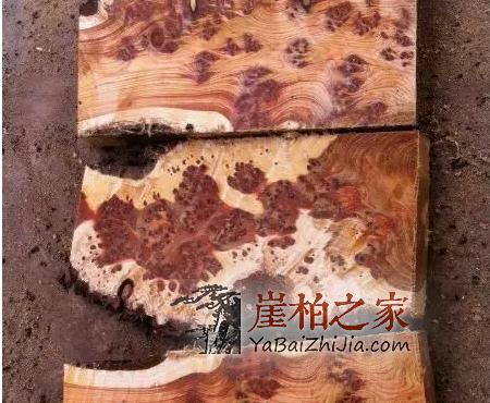 崖柏的瘤疤你买对了吗,千万不要买到生料瘤!-6