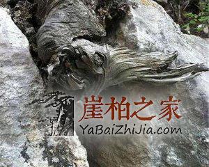 2017年崖柏前景分析,玩崖柏的你看看吧!
