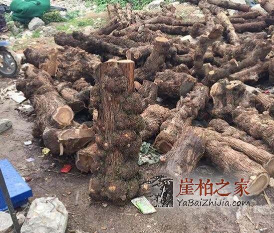 简单三点带你走出购买崖柏的误区-1