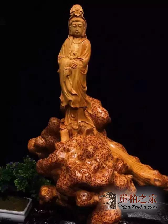 震惊!崖柏不但能抗癌还能抗辐射!-4