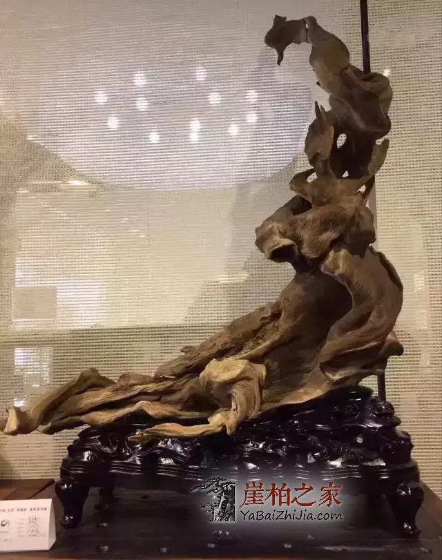 震惊!崖柏不但能抗癌还能抗辐射!-6