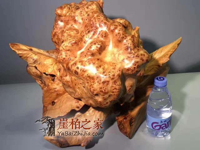 太厉害了!大神自创快速盘玩崖柏的方法!-1