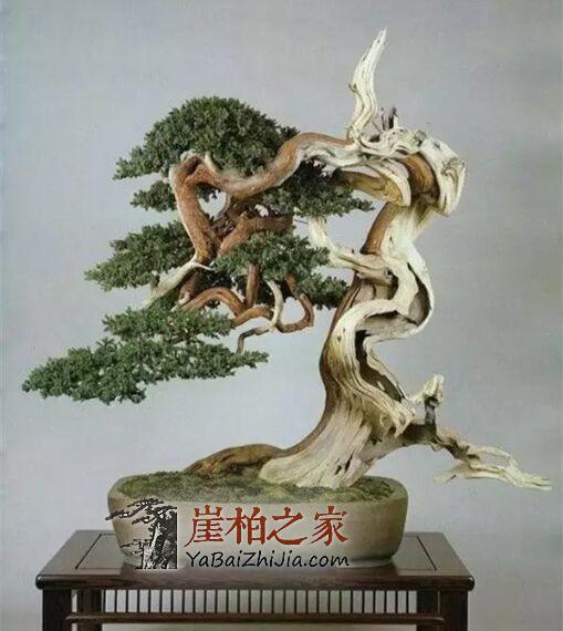 崖柏为根艺之王,崖柏盆景同样是“盆景之王”!-1
