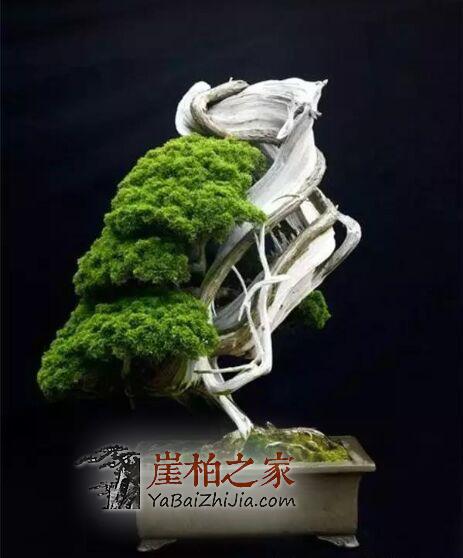 崖柏为根艺之王,崖柏盆景同样是“盆景之王”!-3