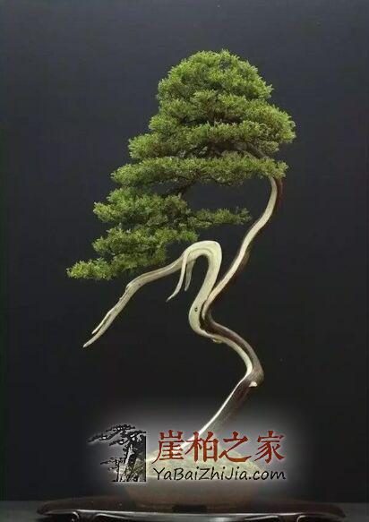 崖柏为根艺之王,崖柏盆景同样是“盆景之王”!-2