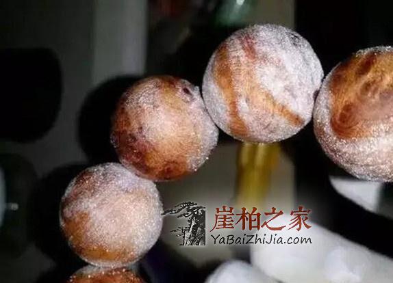 何谓崖柏的长“毛”或生“霜”现象?-1