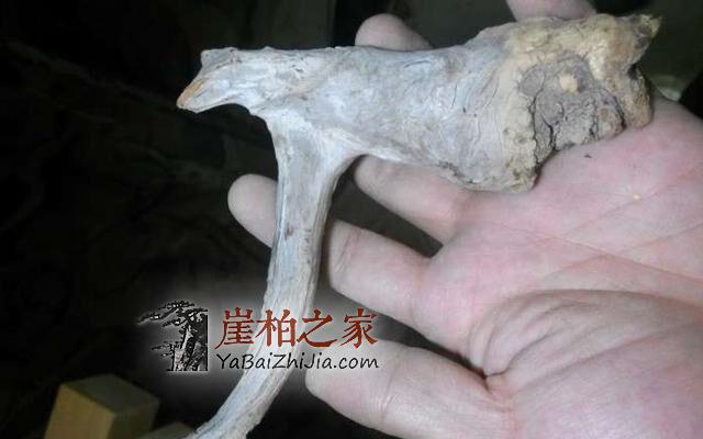 何谓崖柏的长“毛”或生“霜”现象?-3