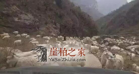 卖崖柏真的容易吗?那是你不懂这些......-1