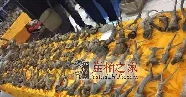 卖崖柏真的容易吗?那是你不懂这些......-3