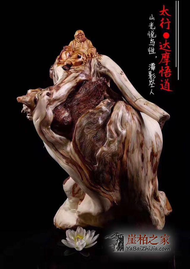 崖柏或成资源性奢侈品,我们要如何应对?-3