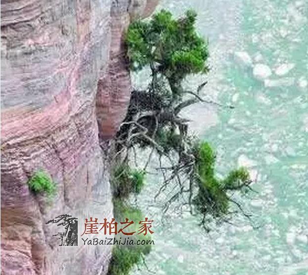 你——用生命凝结成一个符号,我——读你千遍仍觉不可思议……-5