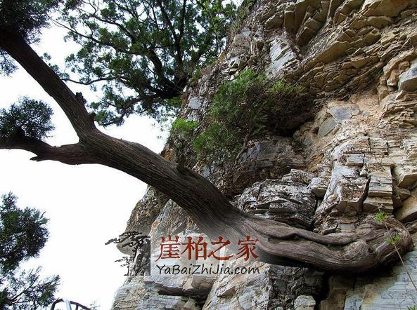 你了解的崖柏就仅是价值高?那是你懂它的文化涵养!-1
