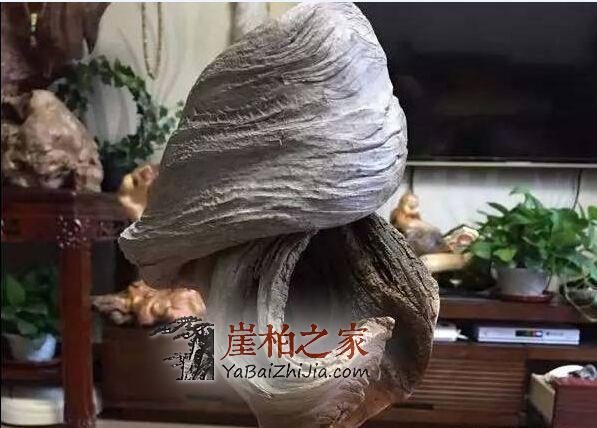 崖柏“毛料”要如何挑选?-3