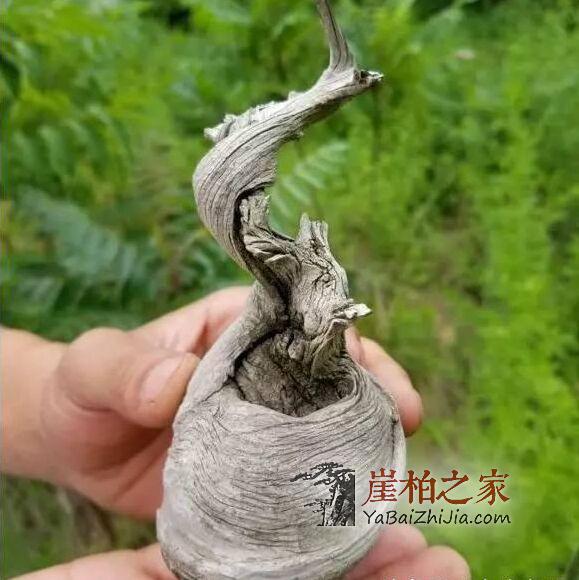 崖柏“毛料”要如何挑选?-5