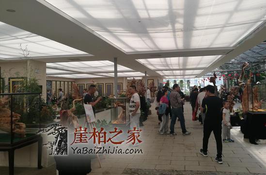 让人深思的崖柏展会---是利益熏心,还是推动崖柏“大众化”?-1