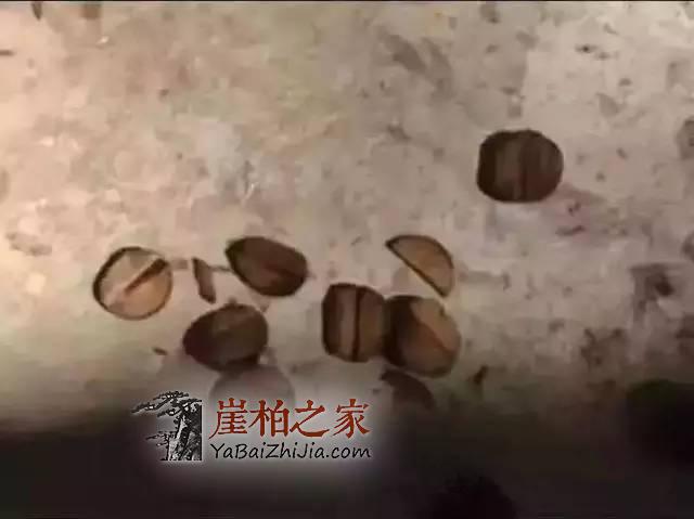 你心爱的的黑油陈化崖柏珠可能是“泡”制而成的！-5