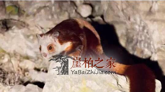 被鼯鼠“糟蹋”过的崖柏,竟然价格不菲!-1