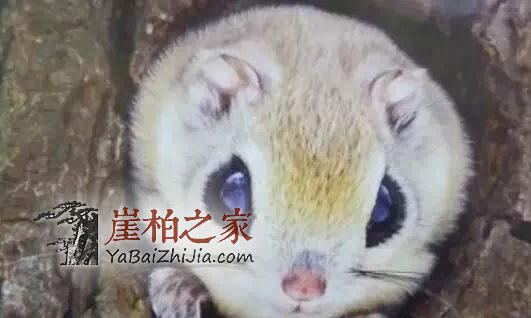 被鼯鼠“糟蹋”过的崖柏,竟然价格不菲!-2