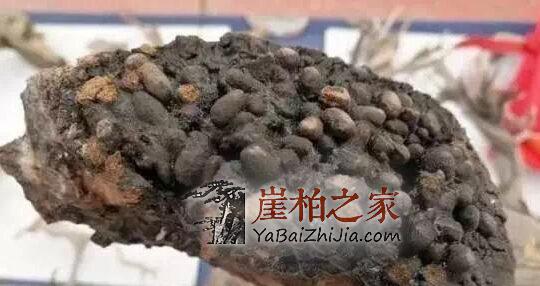 被鼯鼠“糟蹋”过的崖柏,竟然价格不菲!-4