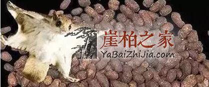 被鼯鼠“糟蹋”过的崖柏,竟然价格不菲!-5