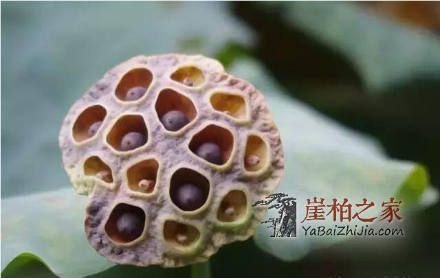 手把手教你如何让崖柏变莲花!-1