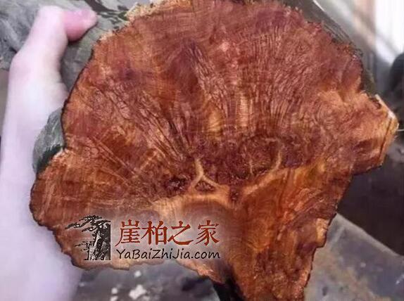 崖柏好料为什么总是一料难求?崖柏瘤子的王者——“瘿子瘤”-2