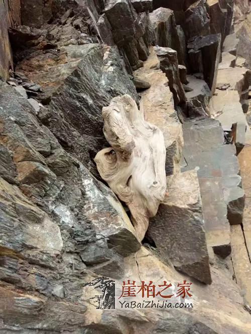 什么样的崖柏才是真正的“崖柏”,玩崖柏千万不要贪便宜!-1