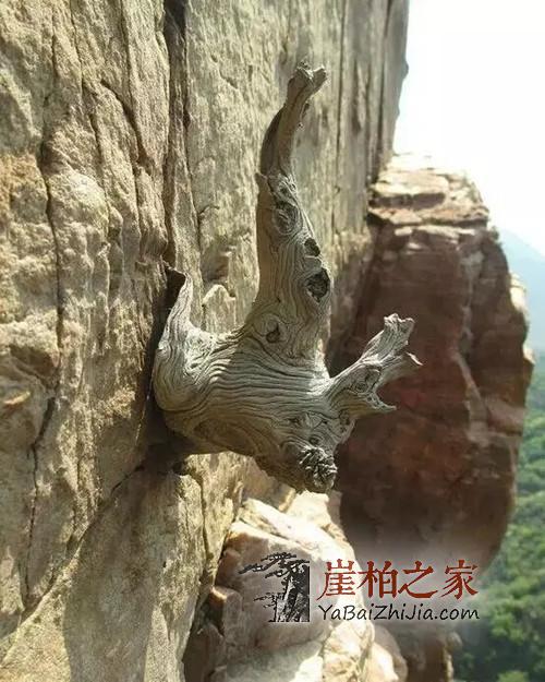 什么样的崖柏才是真正的“崖柏”,玩崖柏千万不要贪便宜!-2