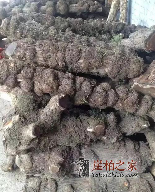 什么样的崖柏才是真正的“崖柏”,玩崖柏千万不要贪便宜!-3