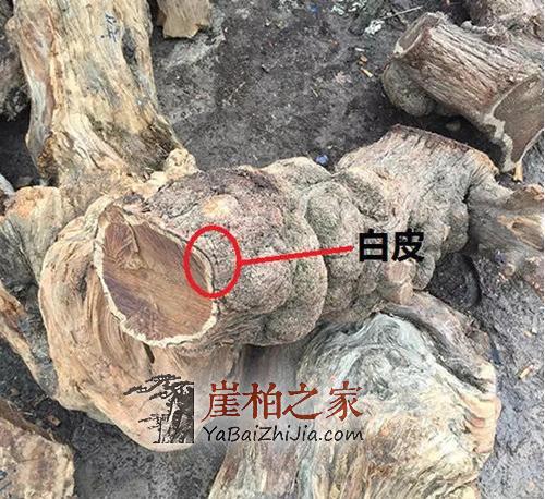 什么样的崖柏才是真正的“崖柏”,玩崖柏千万不要贪便宜!-4